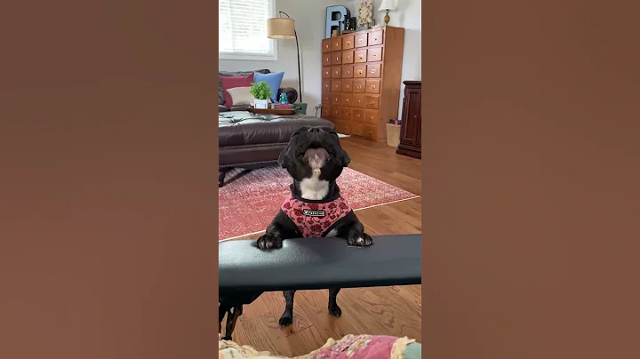 Funny and Cute French Bulldog