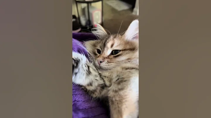 Video 10786041: cat cutecat siberian, siberian kitty cat, siberian cat kitten, catlover siberian