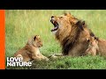 Lion Father Hunts For His Family  | Predator Perspective | Love Nature
