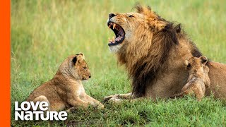 Lion Father Hunts For His Family | Predator Perspective | Love Nature