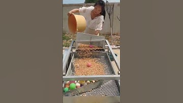 #sieving machine #grain purifier Small insects, small stones, impurities, all sieved clean