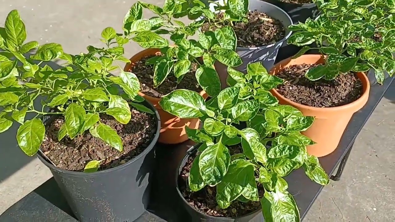 How Much Sunlight Do Pepper Plants Need?