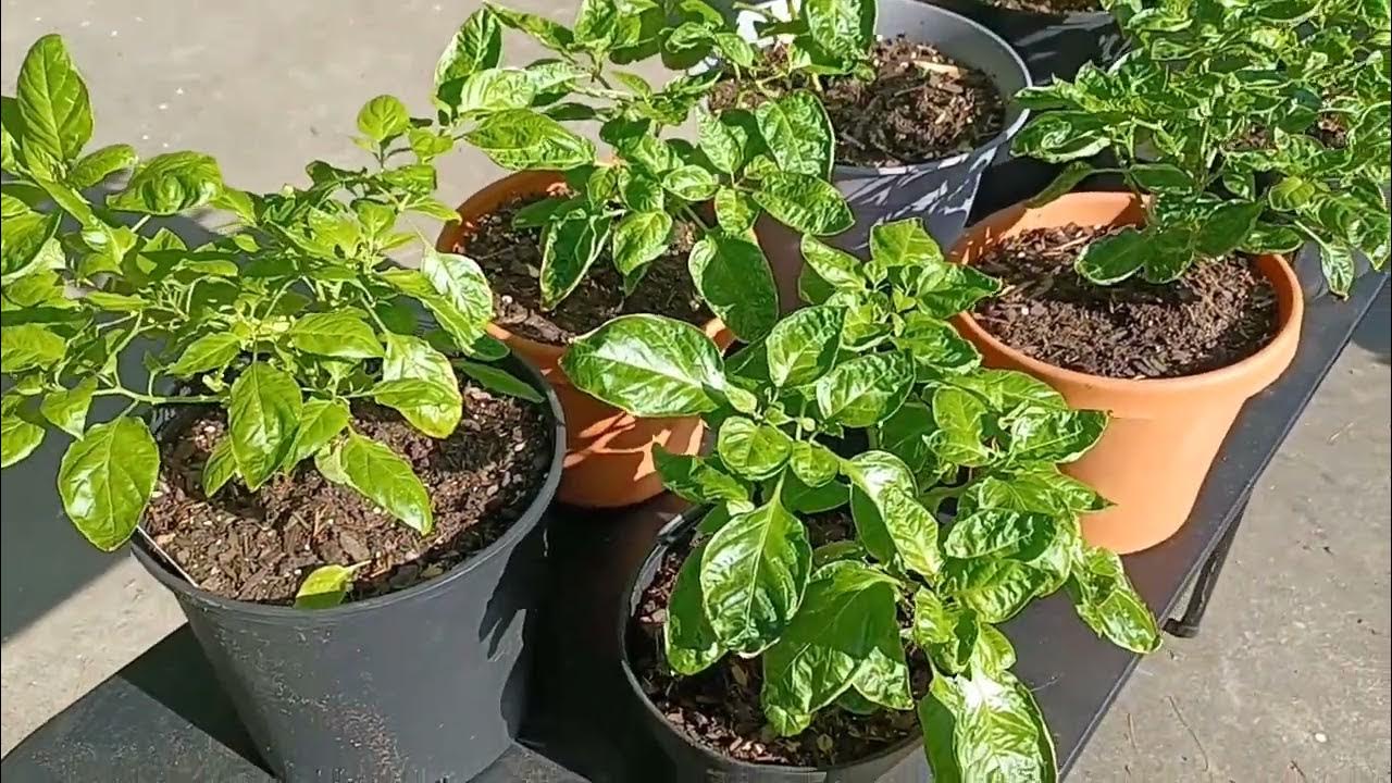 How Much Sunlight Do Pepper Plants Need? YouTube