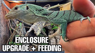 DREAM LIZARD VIVARIUM UPGRADE | GREEN TREE MONITOR