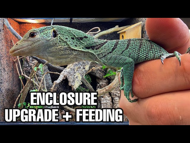 DREAM LIZARD VIVARIUM UPGRADE | GREEN TREE MONITOR