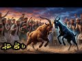 Goat cartoon | دا چیلو مقابلہ | pashto cartoon story
