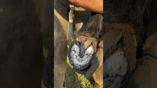 Taking Off The Shoe #Satisfying #Farrier #Shortswithcamilla #Asmr #Oddlysatisfying #Equestrian