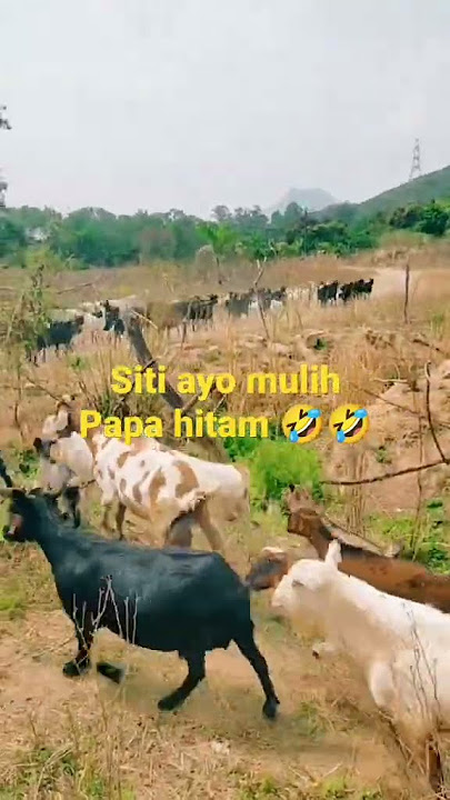 SITI AYO MULIH 🤣🤣@devisaofficial251