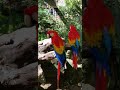 🦜🦜 Parrots in paradise // Xcaret park in Mexico // Loros en el paraíso