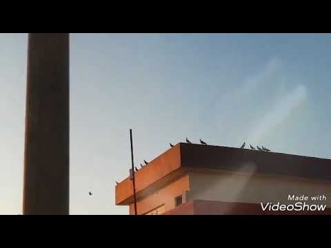 دارتيان الماموسي كشت الحمام الزاجل