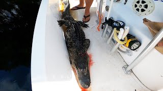 Last Minute Gator saves the day!  FLORIDA ALLIGATOR HUNTING!