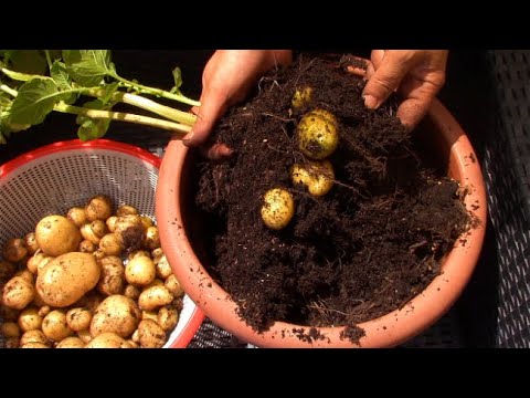 Vidéo: Une Façon Amusante De Reproduire Et De Cultiver Des Pommes De Terre