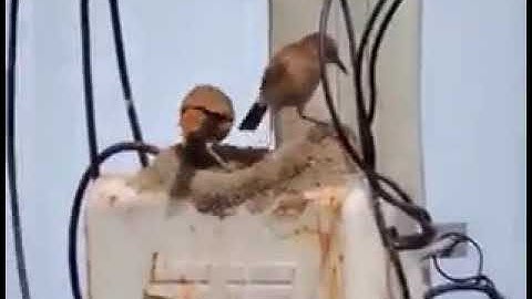 motivational video-hardwork never fails