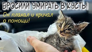 Котёнок уже не плакал | он лежал молча и ждал смерти | help a homeless kitten to survive