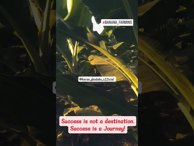 #success is not a Destination, Success is a Journey...||#banana #farming #nature #song #trending class=