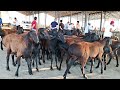 ЧИСТО КРОВНЫЕ ГИСАРИСКИЙ ПАРОДА ОПТОМ ЦЕНЫ ДЕШЕВЛЕ НАРХИ ОПТОМ КУЧКАР ДУШАНБЕ ТАДЖИКИСТАН 27.07.2021