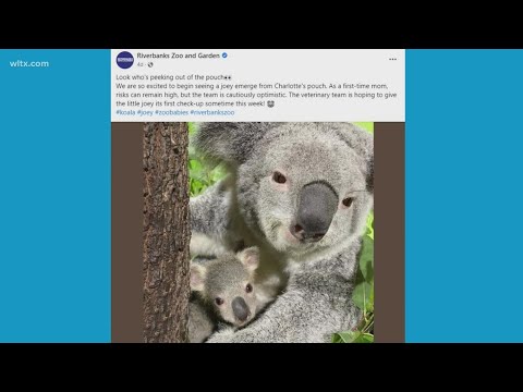 With a baby joey, Riverbanks Zoo continues to see success in koala