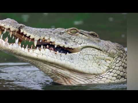 ከአዞጋር መኖር ደስቢልም ግን አንድቀን ለትንሽ ሞቸነበር ታሪክ ታሪክ