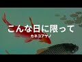 こんな日に限って: カネコアヤノ konnahi ni kagitte: ayano kaneko (lyrics english translation)