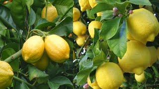 هذه شجرة الليمون تثمر بغزارة هائلة وتعطيك ثمار كل السنة ولكن فقط اعتني بها بهذه الطريقة