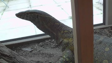 How to tame monitor lizards, the easy way