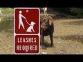 How To Stop A Dog From Chewing Leash | Walking a Dog | Puppy Obedience Training Videos How To Stop A Dog From Chewing Leash | Walking a Dog | Puppy Obedience Training Videos