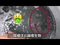 毛寶兔超酵素活氧洗衣槽除菌去污劑250g product youtube thumbnail