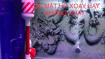 [Cá Rồng] Nguyên nhân hút mặt xoay hay không xoay?