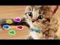Kitten need a home - My Favorite Cat Play with cute little kitten Educational game for kids