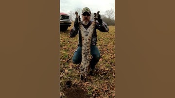 Bobcat from last season #shorts #trapping #bobcat