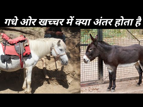 gadhe aur khacchar me kya antar hota hai / गधे ओर खच्चर में क्या अंतर होता है