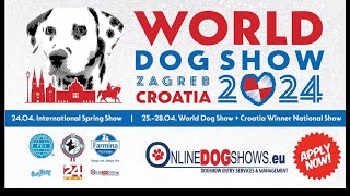 Border terrier World dog show Zagreb Croatia 26.04.2024