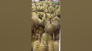 Best Durian in the World #shorts #durian #shortvideo #viralvideo #fruit #eating #food #streetfood
