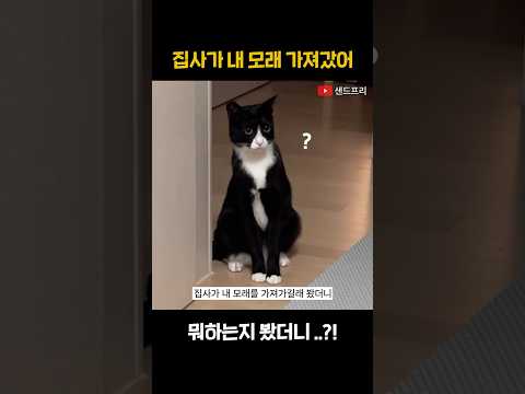 (대박) 고양이 집사가 내 모래 가져가서 뭐하는지 봤는데 #shorts