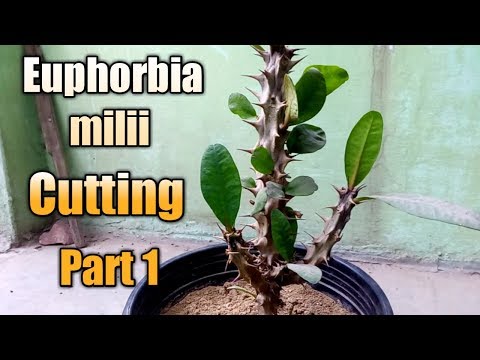 How to grow