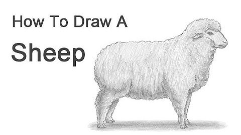 How to Draw a Sheep