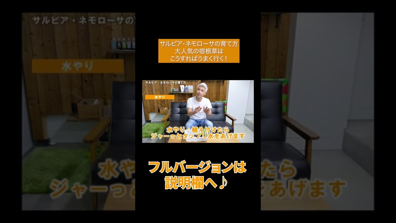 サルビア ネモローサの育て方 大人気の宿根草はこうすればうまく行く Shorts Youtube