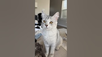 I MAY have been hit by the cat distribution system...