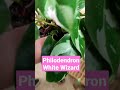 Philodendron White Wizard Video ya en el canal. 👏🏻👏🏻👏🏻👏🏻👏🏻👏🏻😜