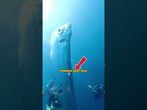 🐟 Эта рыба предсказывает катастрофы? #шортс