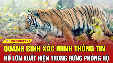 Quảng Bình xác minh thông tin hổ lớn xuất hiện trong rừng phòng hộ