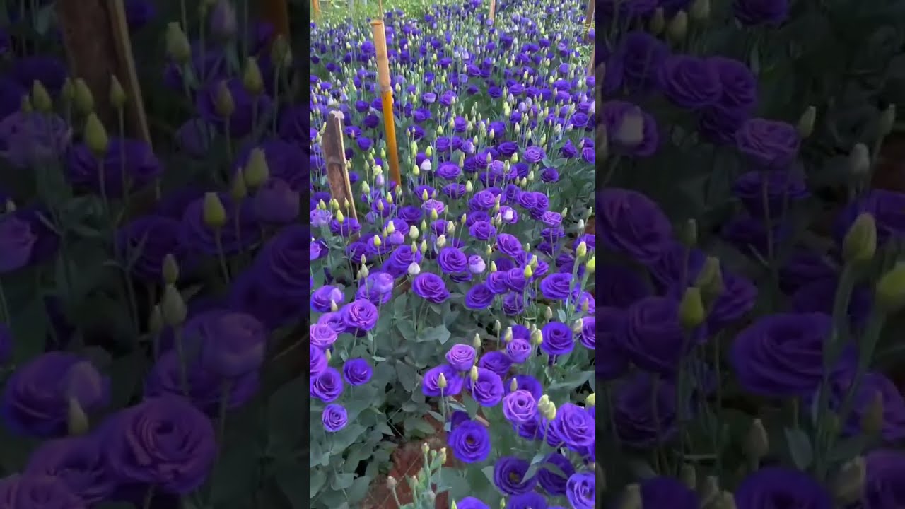 Would You Like A Bouquet Of Eustoma Flower Satisfying Short