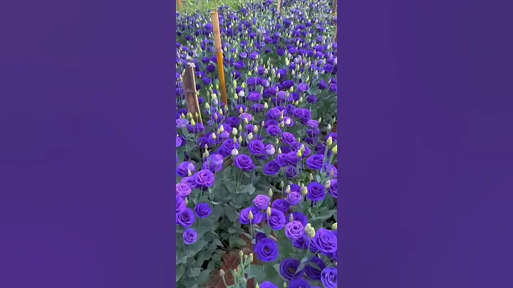 Would You  Like A  Bouquet Of Eustoma Flower ? #satisfying #short - DayDayNews