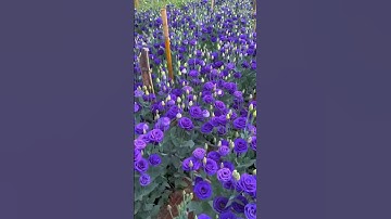 Thumbnail of Would You  Like A  Bouquet Of Eustoma Flower ? #satisfying #short