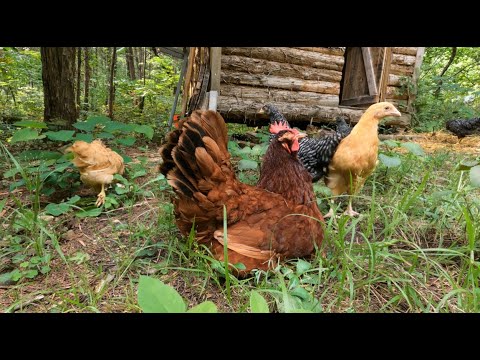 Chickens Going Outside