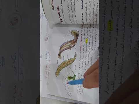 شعبة الديدان الأسطوانية 