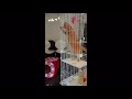 【子守猫】【猫動画】アイリスオーヤマ　スリムキャットケージ2段　可愛い癒しの猫動画/先住猫さま3匹とmiorio