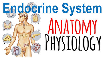 Endocrine system anatomy and physiology | Endocrine system lecture 1
