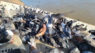 Collection Hungry Pigeons , Millions Hungry Kabootar, Wilderness Nch