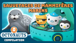 Octonauts - 🦭 Sauvetages de mammifères marins ⛑️ | Compilation | Dessins animés pour enfants